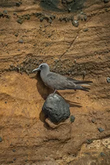 February 2022 Highlights Gallery: Brown noddy (Anous stolidus) perching on rock face, Isabela Island, Galapagos