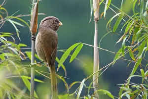 West Bengal Prints: Brown parrotbill (Paradoxornis unicolor) perched on a bamboo