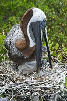 Images Dated 19th September 2015: Brown pelican (Pelecanus occidentalis) feeding chicks at nest, Puerto Ayora / Academy Bay