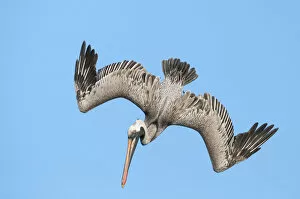 Images Dated 13th February 2015: Brown pelican (Pelecanus occidentalis) diving in flight, Galapagos