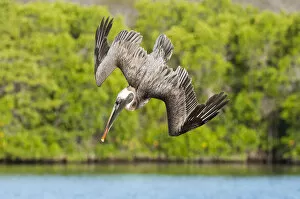 Images Dated 13th February 2015: Brown pelican (Pelecanus occidentalis) diving in flight, Galapagos