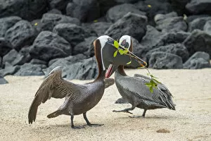 Brown pelican (Pelecanus occidentalis) pair in breeding plumage