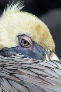 Galapagos Prints: Brown pelican (Pelecanus occidentalis) close up whilst resting