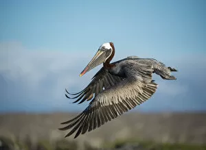 Brown pelican (Pelecanus occidentalis) in flight, Turtle Cove, Santa Cruz Island