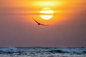 Sunset Prints: Brown pelican (Pelecanus occidentalis) in flight