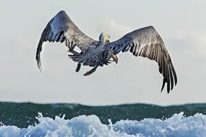 Pelecanus Prints: Brown Pelican (Pelecanus occidentalis) flying above the waves