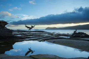 Brown pelican (Pelecanus occidentalis) landing reflected in tide pool, Puerto Egas
