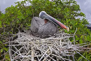 Brown pelican (Pelecanus occidentalis) sitting on its nest on Santa Cruz Island