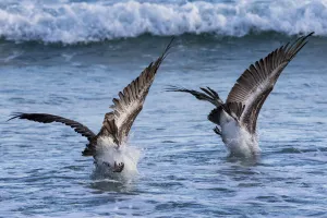 Pelecanus Prints: Two Brown Pelicans (Pelecanus occidentalis) diving for food