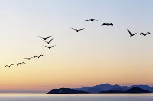 Pelecanus Prints: Brown pelicans (Pelecanus occidentalis) flying with Partida and Angel de la Guarda Islands beyond