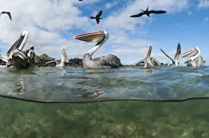 Above Gallery: Brown pelicans (Pelecanus occidentalis) on water, split level view, Galapagos