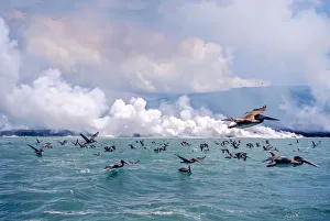 Brown pelicans (Pelicanus occidentalis) flock in flight over sea, Galapagos