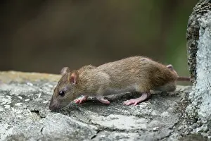 Invasive Prints: Brown rat / Norway rat (Rattus norvegicus) scurrying over stone wall