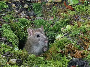 Rodentia Prints: Brown rat (Rattus norvegicus) emerging from its burrow in a garden flowerbed at night