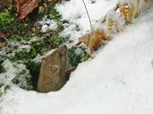 Rodentia Prints: Brown rat (Rattus norvegicus) emerging from its burrow in a garden flowerbed at night after recent snow