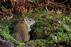 Rodentia Prints: Brown rat (Rattus norvegicus) emerging from its burrow in a garden flowerbed at night after recent snow