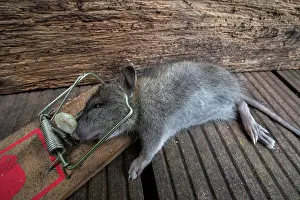 Muridae Prints: Brown rat (Rattus norvegicus) juvenile trapped and killed in spring-loaded bar mousetrap in garden