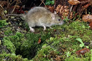 Rodentia Prints: Brown rat (Rattus norvegicus) walking near its burrow entrance in a garden flowerbed at night