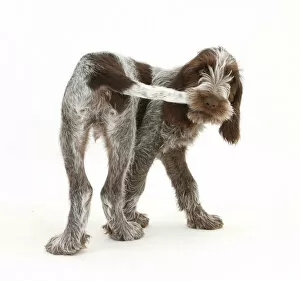 Canis Familiaris Gallery: Brown Roan Italian Spinone puppy, Riley, 13 weeks, chewing his tail