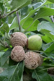 Leotiomycetes Prints: Brown rot fungus (Monilinia fructicola) growing on Apples (Malus sp.), Surrey, UK. July