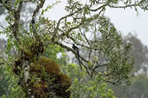 Papua New Guinea Prints: Brown sicklebill (Epimachus meyeri) male perched in tree in cloud forest