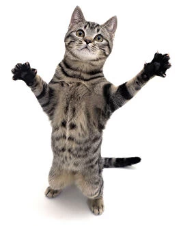Stretching Gallery: Brown spotted tabby cat male (Felis catus) standing and reaching up