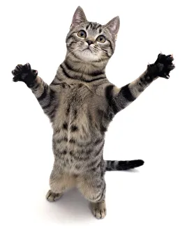 2009 Highlights Collection: Brown spotted tabby cat male (Felis catus) standing and reaching up
