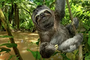 November 2022 Highlights Gallery: Brown-throated sloth (Bradypus variegatus) climbing on tree branch, Yasuni National Park, Orellana
