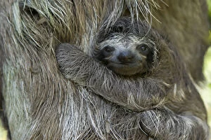 Baby Animals Collection: Brown throated Three-toed Sloth (Bradypus variegatus) newborn baby (less than 1 week