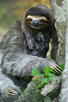 Images Dated 28th January 2011: Brown throated Three-toed Sloth (Bradypus variegatus) mother and newborn baby (less