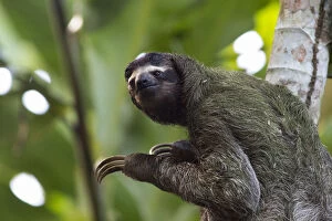 Life on Earth Collection: Brown-throated Three-toed Sloth (Bradypus variegatus) wild sloth in tree at Aviarios