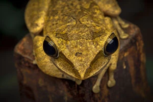Images Dated 30th June 2016: Brown tree frog (Polypedates megacephalus) Lantau Island, Hong Kong, China