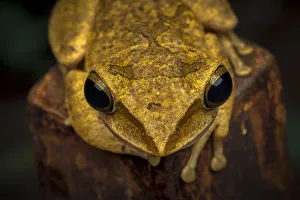 Wild Wonders Of China Prints: Brown tree frog (Polypedates megacephalus) Lantau Island, Hong Kong, China
