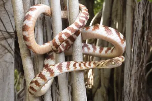 Colubridae Prints: Brown tree snake (Boiga irregularis) coiled around tree branches