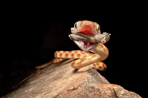 Hylidae Prints: Brown tree snake (Boiga irregularis) feeding on a Copland's rock frog (Litoria coplandi) in a sandstone gorge