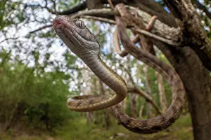 Colubridae Prints: Brown tree snake (Boiga irregularis) hanging from tree branch