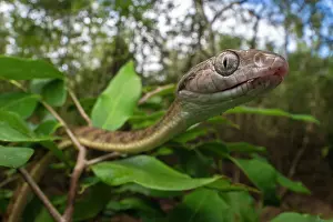 Colubridae Prints: Brown tree snake (Boiga irregularis) portrait, Cooktown, Queensland, Australia