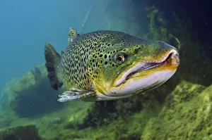 Pebbles Prints: Brown Trout (Salmo trutta) in disused quarry, Jackdaw Quarry, Capernwray, Carnforth