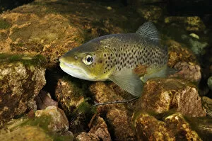 Images Dated 22nd November 2011: Brown trout (Salmo trutta), Ennerdale Valley, Lake District NP, Cumbria, England