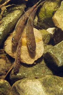2020VISION 2 Gallery: Brown trout (Salmo trutta) fry on river bed, Cumbria, England, UK, September