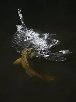 Images Dated 8th June 2009: Brown trout (Salmo trutta) hunting Mayfly (Ephemera Danica) Dala river, Gtene, Vstra Gtaland