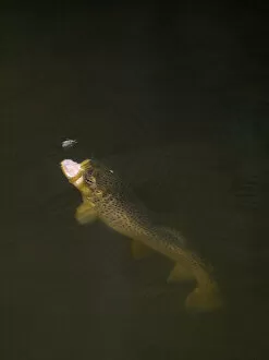 Images Dated 8th June 2009: Brown trout (Salmo trutta) hunting Mayfly (Ephemera Danica) Dala river, Gtene, Vstra Gtaland