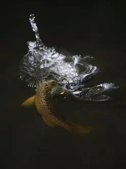Brown trout (Salmo trutta) hunting Mayfly (Ephemera Danica) Dala river, Gtene, Vstra Gtaland