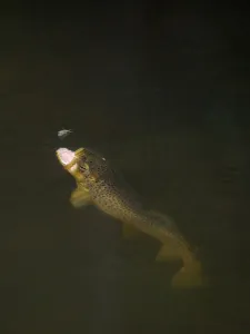 Brown trout (Salmo trutta) hunting Mayfly (Ephemera Danica) Dala river, Gtene, Vstra Gtaland
