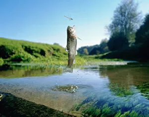 Osteichthyes Gallery: Brown trout (Salmo trutta) leaping for a damselfly. (digitally enhanced)