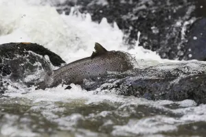 Brown trout (Salmo trutta) migrating upstream over rocks, Bornholm, Denmark, November