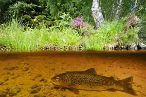 Trout Prints: Brown trout (Salmo trutta) resting on river bed near the Aigas Field Studies Centre