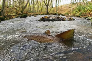 Osteichthyes Gallery: Brown trout (Salmo trutta) in shallow water migrating upstream, Bornholm, Denmark