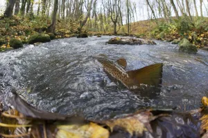 Brown trout (Salmo trutta) in shallow water migrating upstream, Bornholm, Denmark