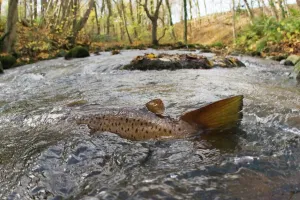 Trout Prints: Brown trout (Salmo trutta) in shallow water migrating upstream, Bornholm, Denmark